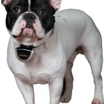 Regali tecnologici - Petcam, la telecamera per cani e gatti